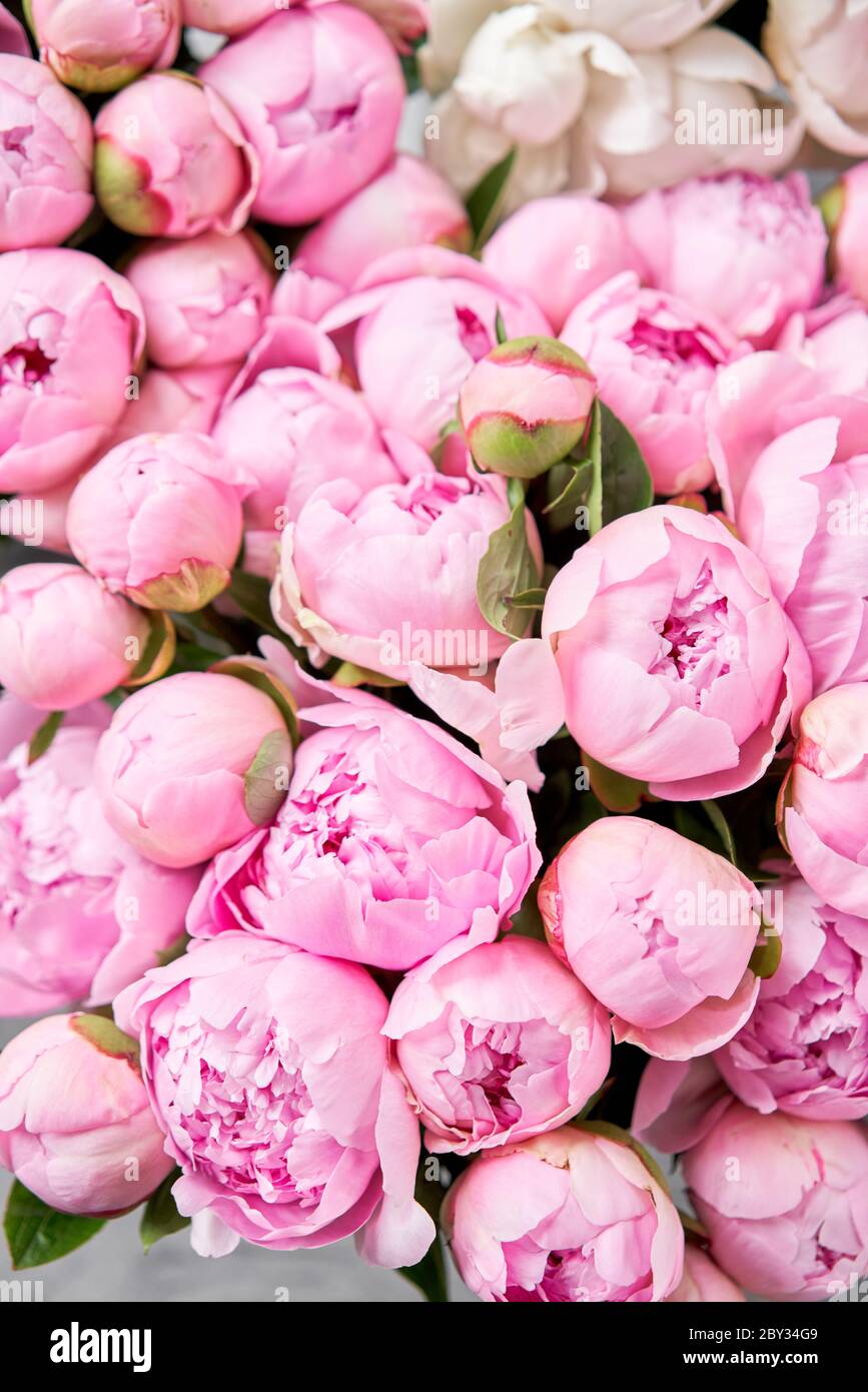 Floral carpet or Wallpaper. Background of pink and white peonies. Morning  light in the room. Beautiful peony flower for catalog or online store Stock  Photo - Alamy