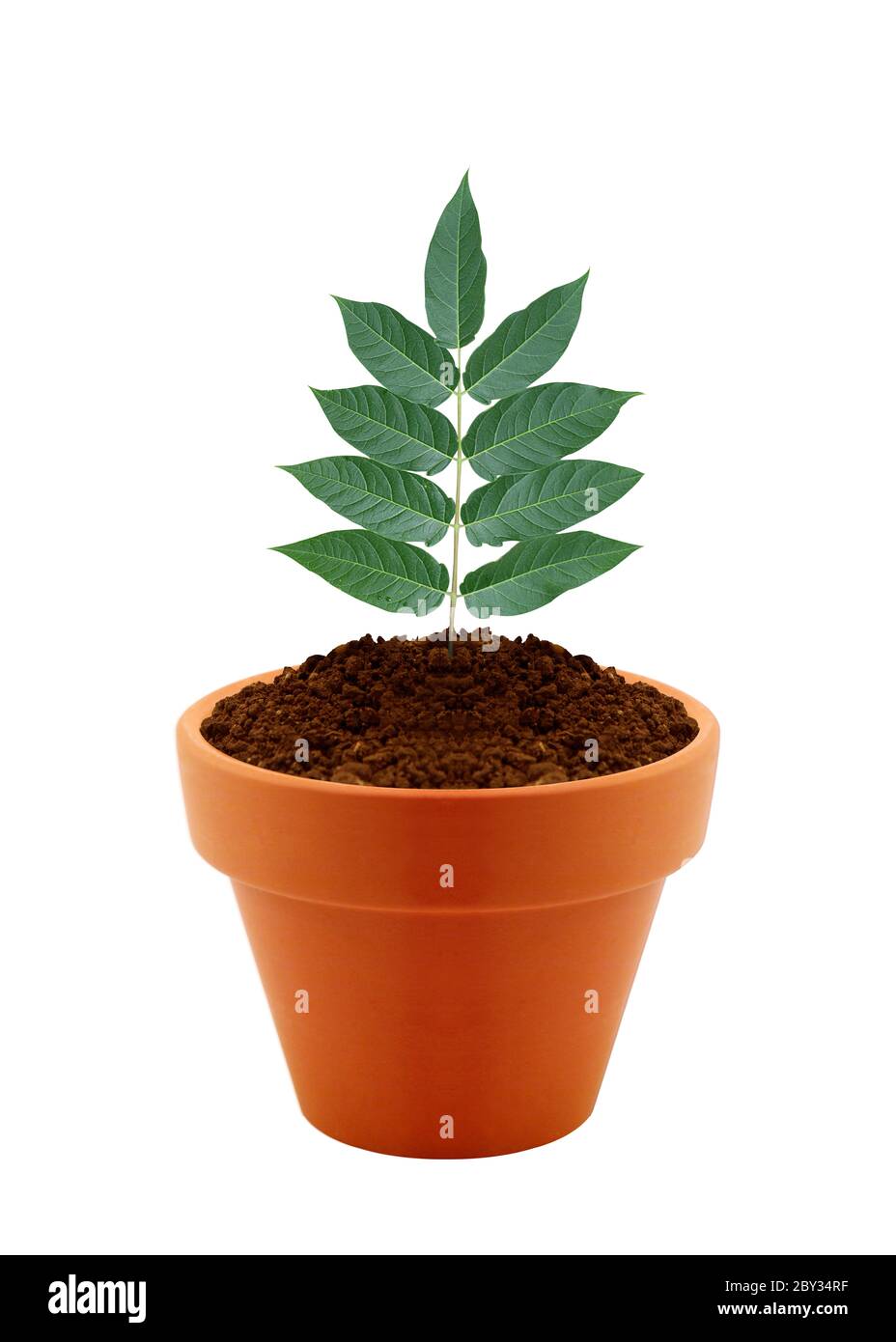 Young plant in clay pot Stock Photo Alamy