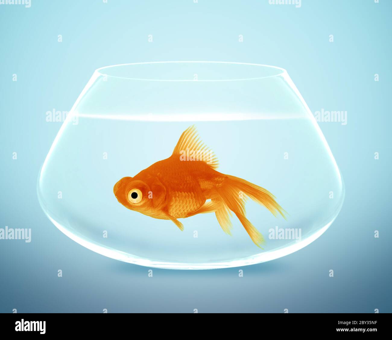 goldfish in small bowl Stock Photo