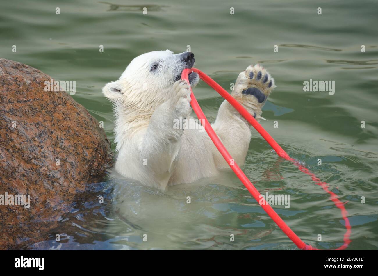 Cute baby polar bear holding hi-res stock photography and images - Alamy, image size:1300x949