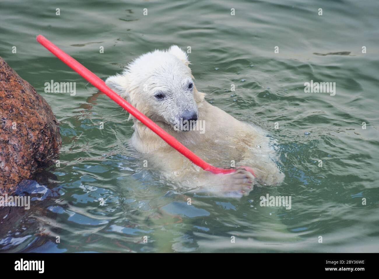 White polar bear swimming in hi-res stock photography and images - Alamy
