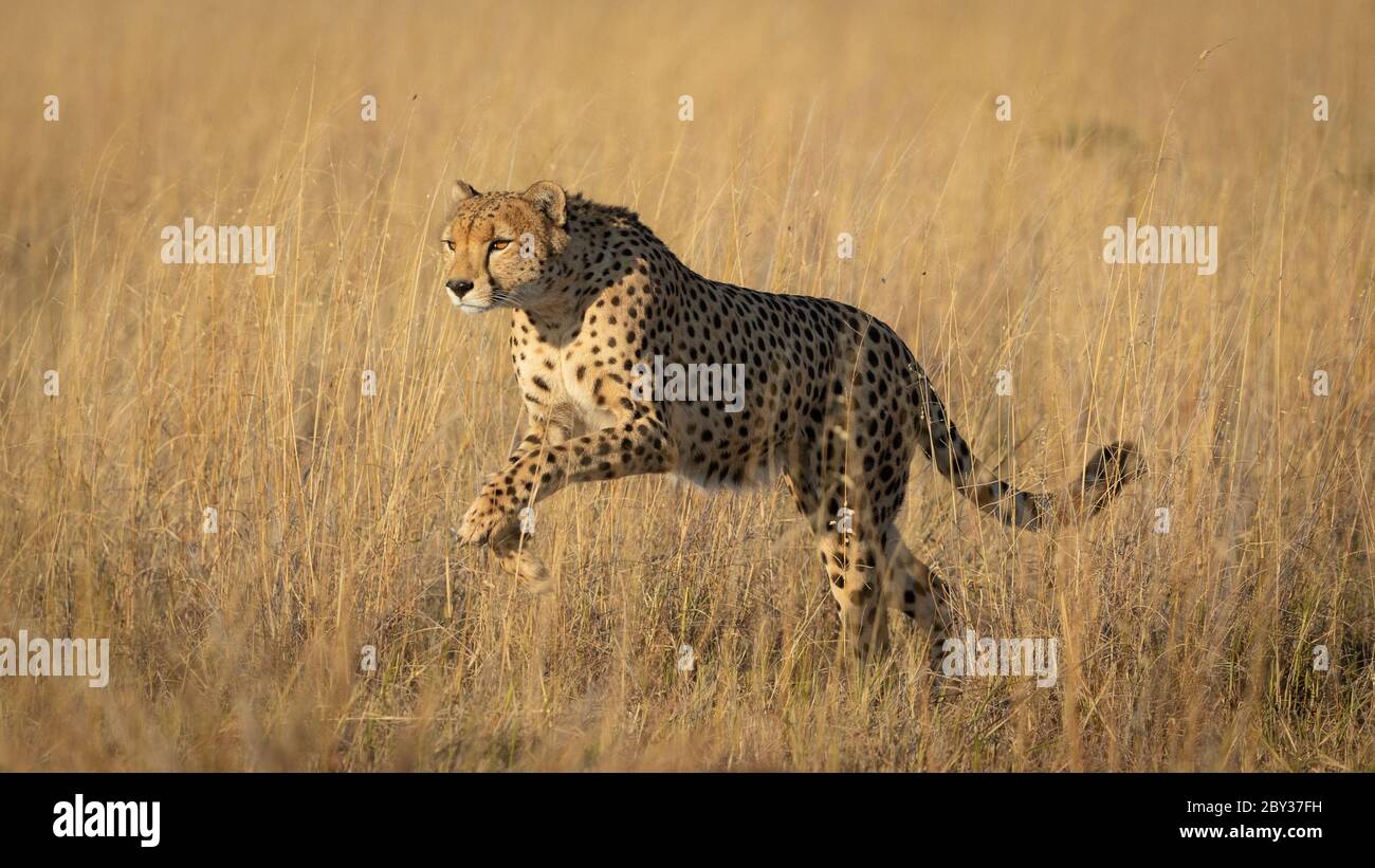 One adult cheetah full body side view of her leaping over tall yellow grass in soft afternoon light in Savuti Botswana Stock Photo
