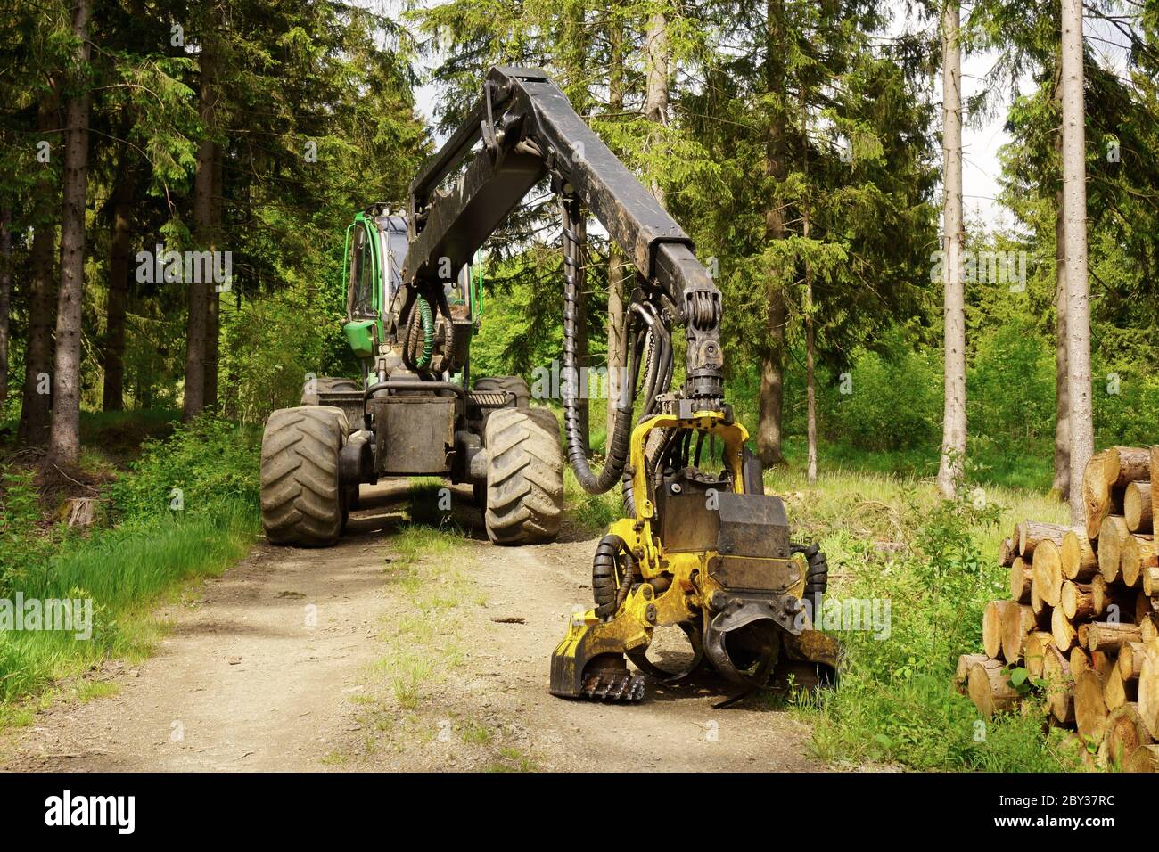 Heavy tractor in the coniferous forest. Forestry machine for cut-to-length and whole tree logging. Stock Photo