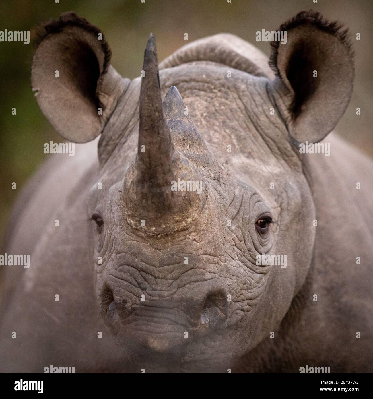 One black rhino close up head portrait in Kruger Park South Africa Stock Photo
