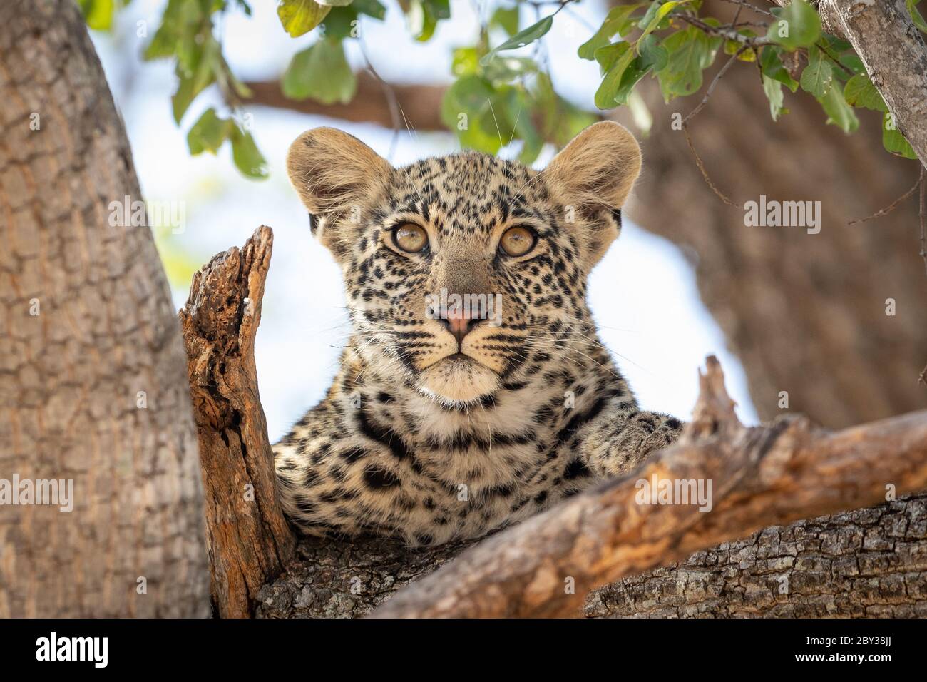 One baby leopard with big beautiful eyes resting in a tree with green leaves looking straight ahead in Kruger Park South Africa Stock Photo