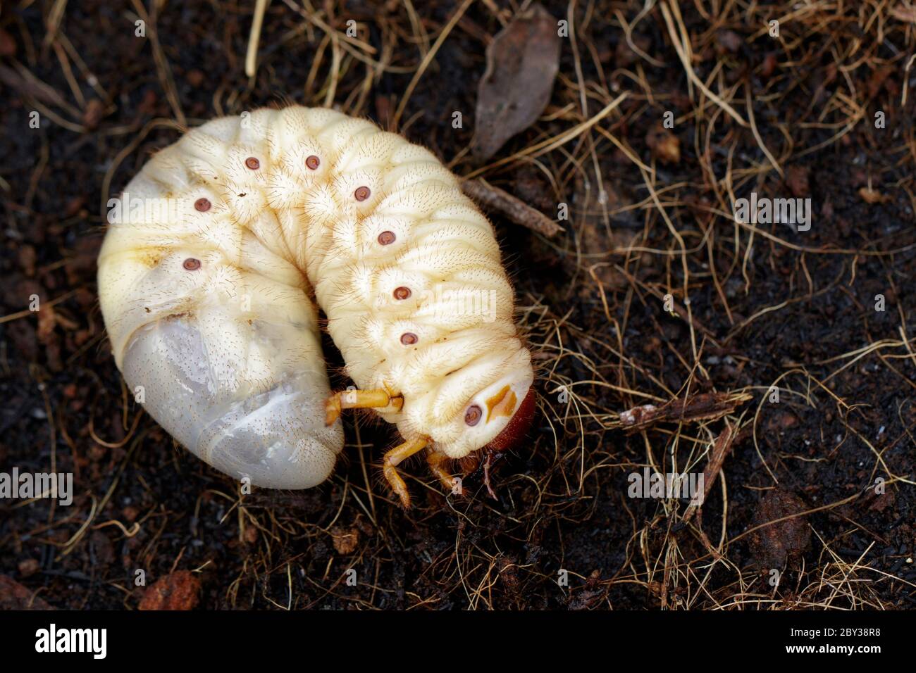 Image of grub worms, Coconut rhinoceros beetle (Oryctes rhinoceros), Larva on the ground. Stock Photo