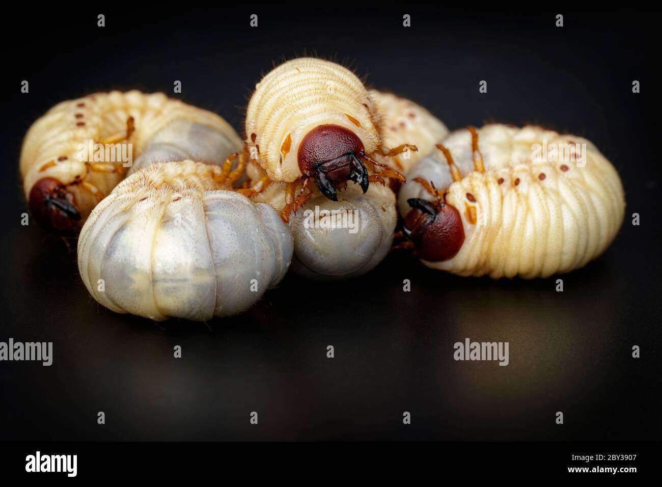 Image of grub worms, Coconut rhinoceros beetle (Oryctes rhinoceros), Larva on black background. Stock Photo