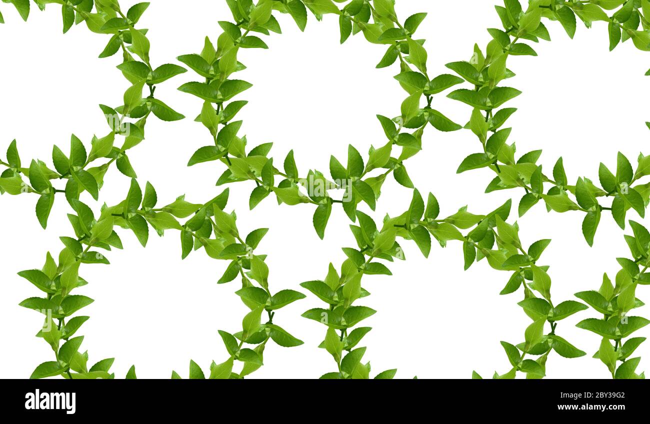 Olive wreath crown hi-res stock photography and images - Alamy