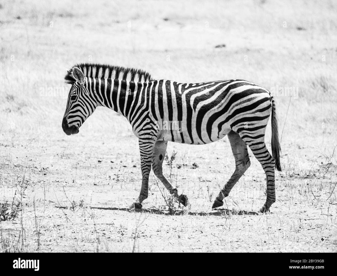 Tired an thirsty zebra walks in dry land and looking for water, Africa. Stock Photo