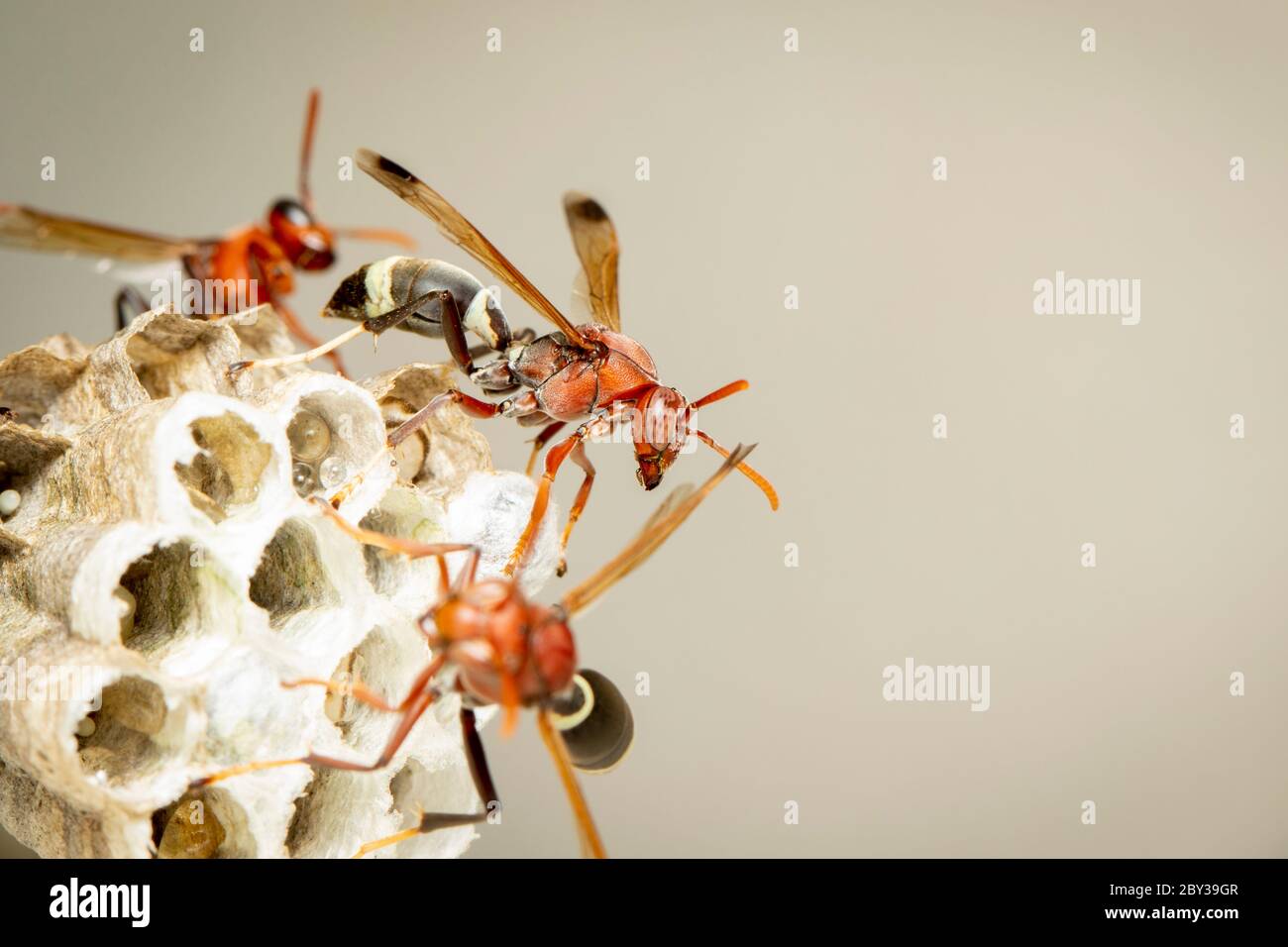 Image of Common Paper Wasp / Ropalidia fasciata and wasp nest on nature background. Insect. Animal Stock Photo
