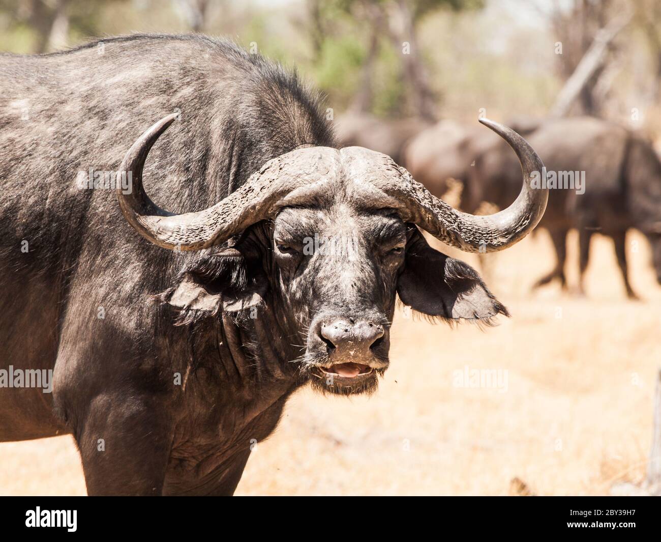 African buffalo attack hi-res stock photography and images - Alamy
