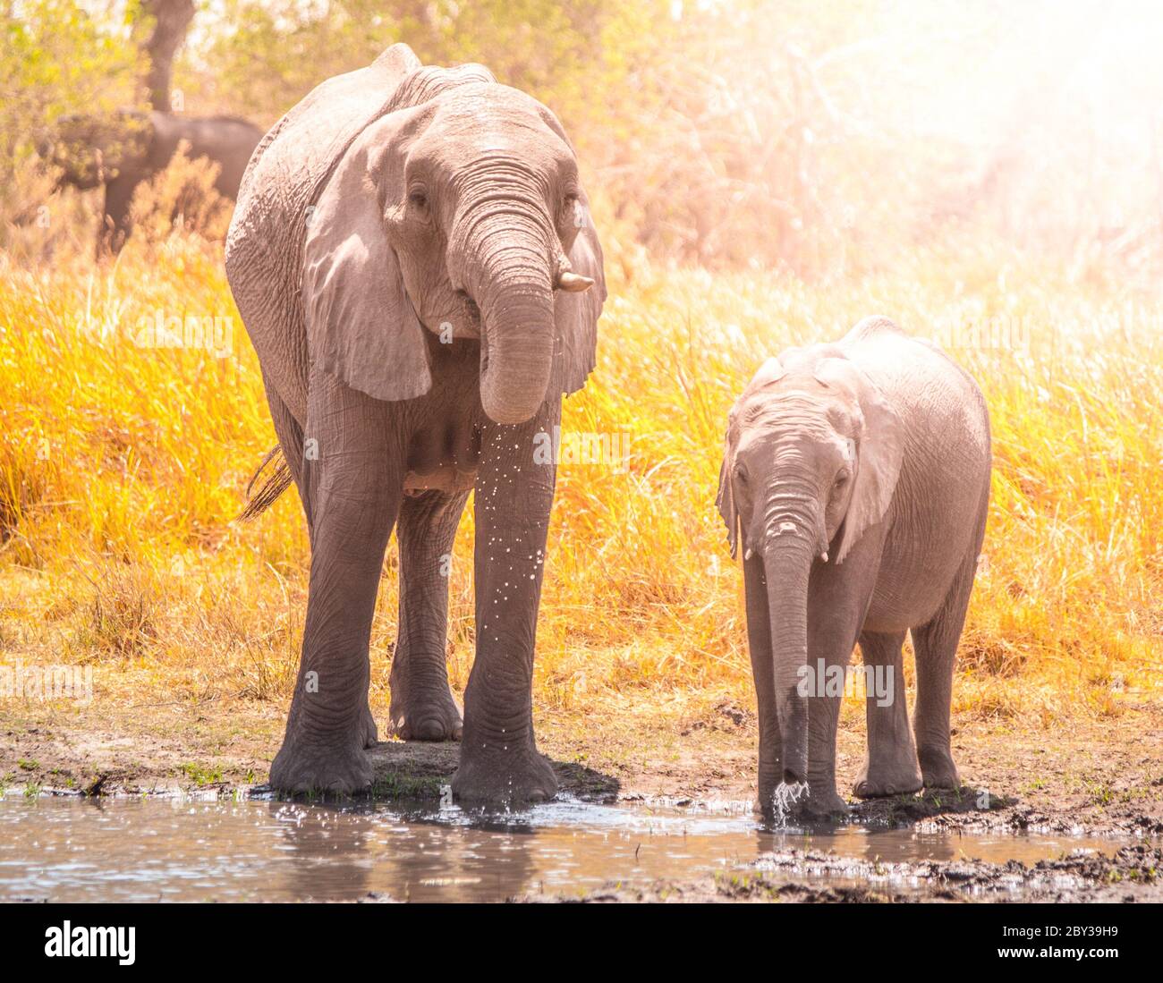 Thirsty african elephants drinking water at waterhole. Moremi Game Reserve, Okavango Region, Botswana. Stock Photo