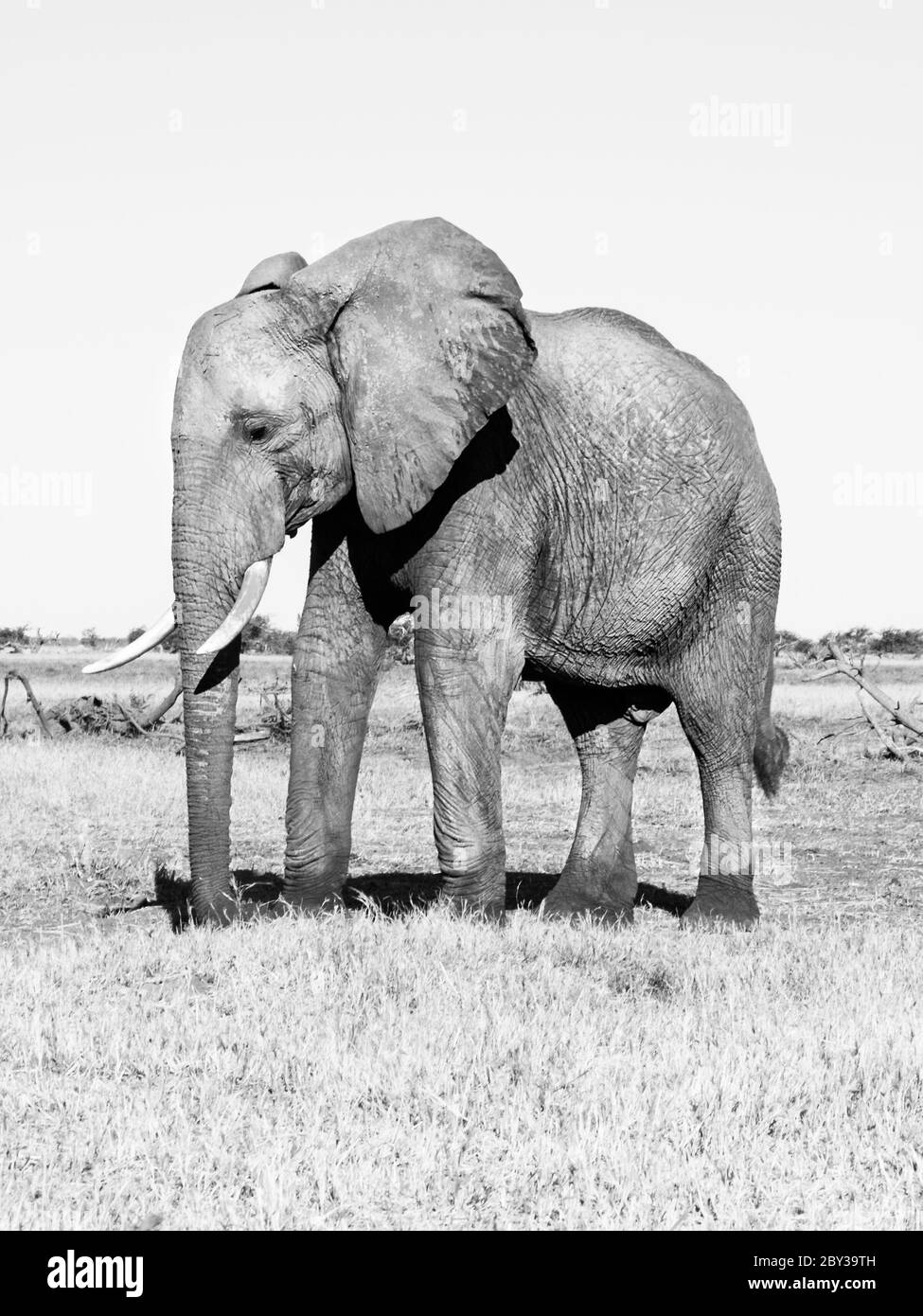 Lonesome big african elephant standing in savanna, Chobe National Park, Botswana. Black and white image. Stock Photo