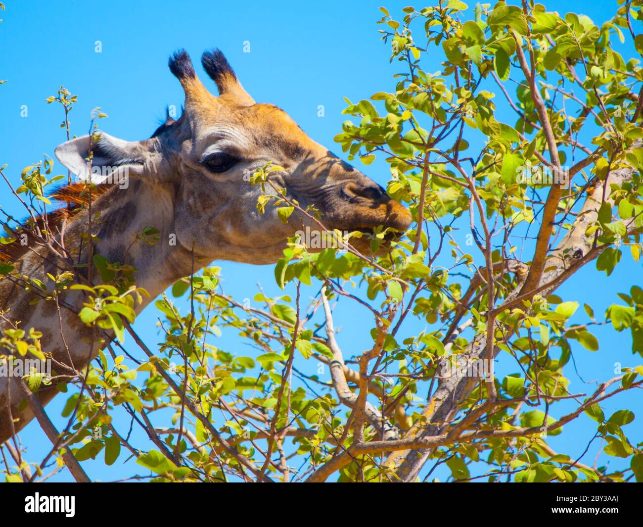 Dateiled portrait of giraffe eating leafs from the tree with blue sky background Stock Photo