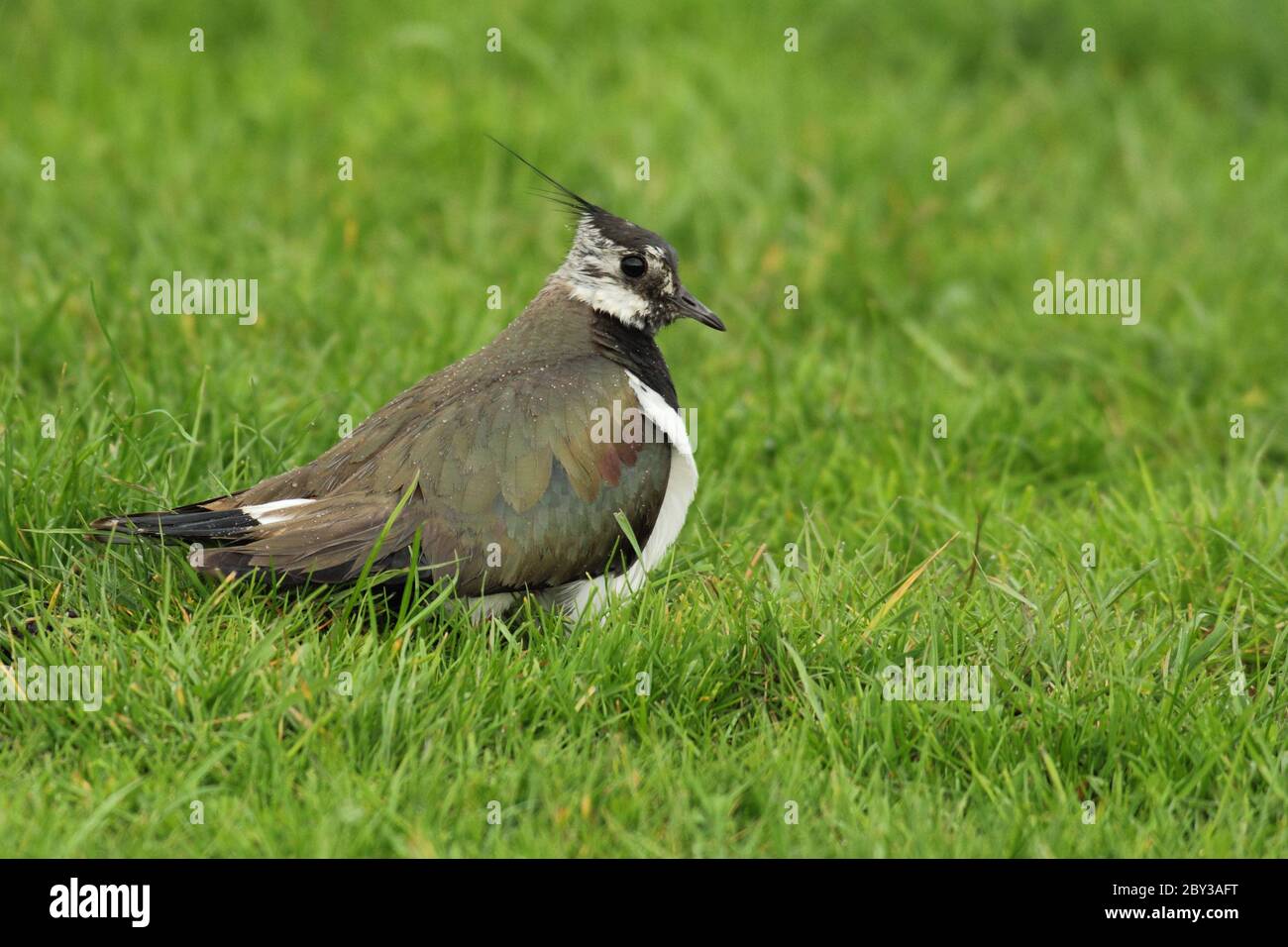 Kibitz hi-res stock photography and images - Alamy