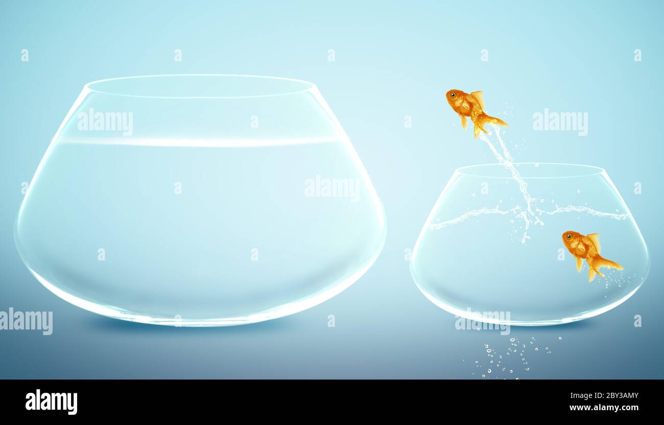 goldfish  jumping to Big bowl Stock Photo