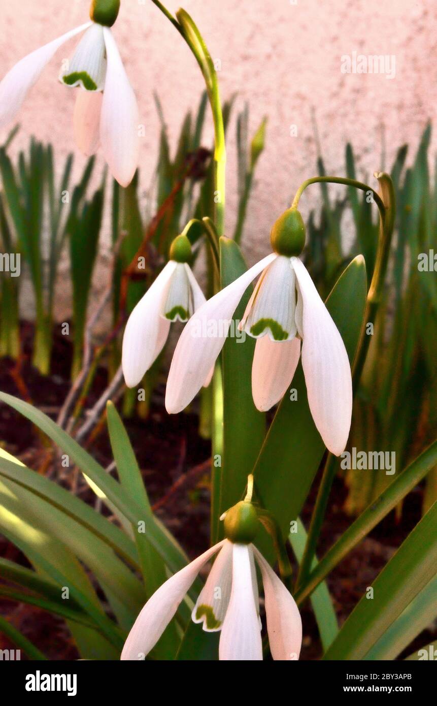 Little Fragile Snowdrops as first Sign of Spring. Stock Photo