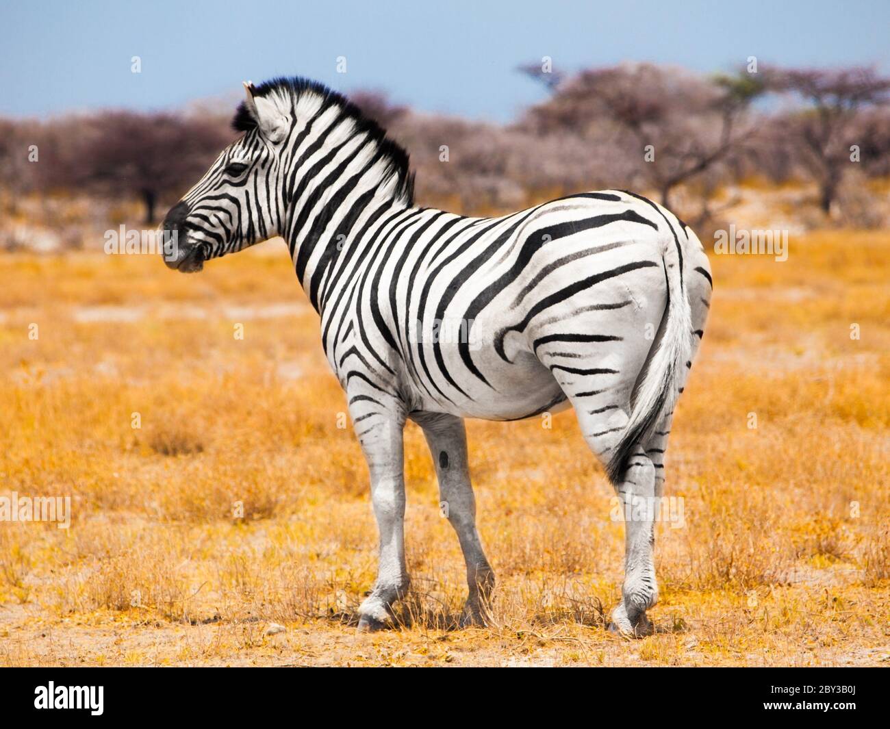 Zebra standing in the middle of dry african grassland, Etosha National Park, Namibia, Africa- Stock Photo