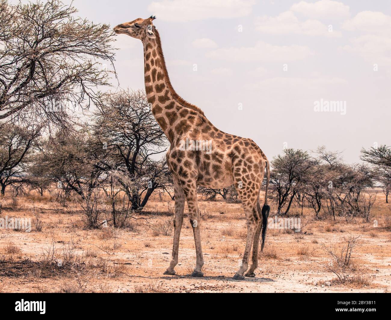 Beautiful giraffe feeding from tree in savanna. Stock Photo