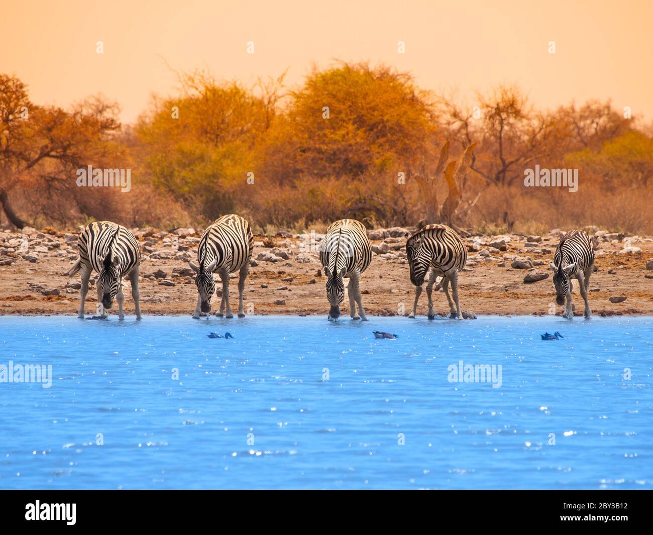 Five zebras drinking water at waterhole, Etosha National Park, Namibia Stock Photo