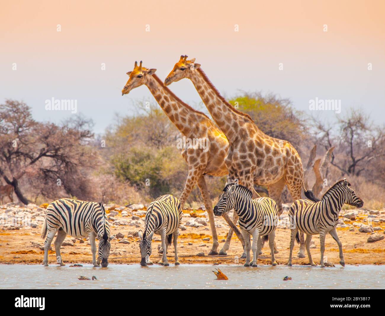 Two giraffes and four zebras at waterhole in Etosha National Park, Namibia Stock Photo