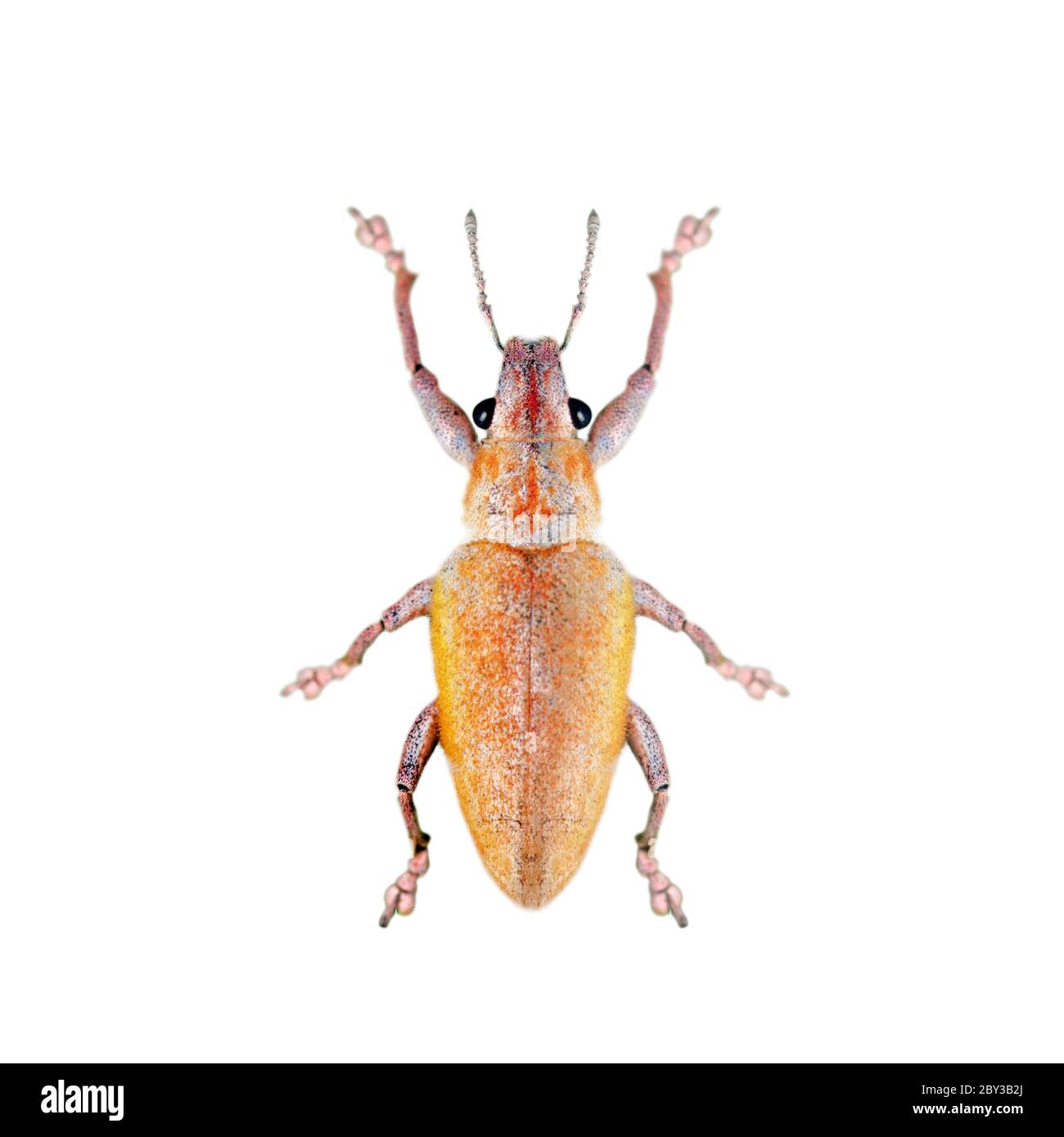 Bug eating animals Cut Out Stock Images & Pictures Alamy