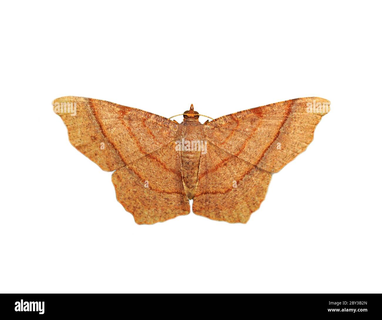 Image of brown butterfly(Moth) isolated on white background. Insect. Animals. Stock Photo