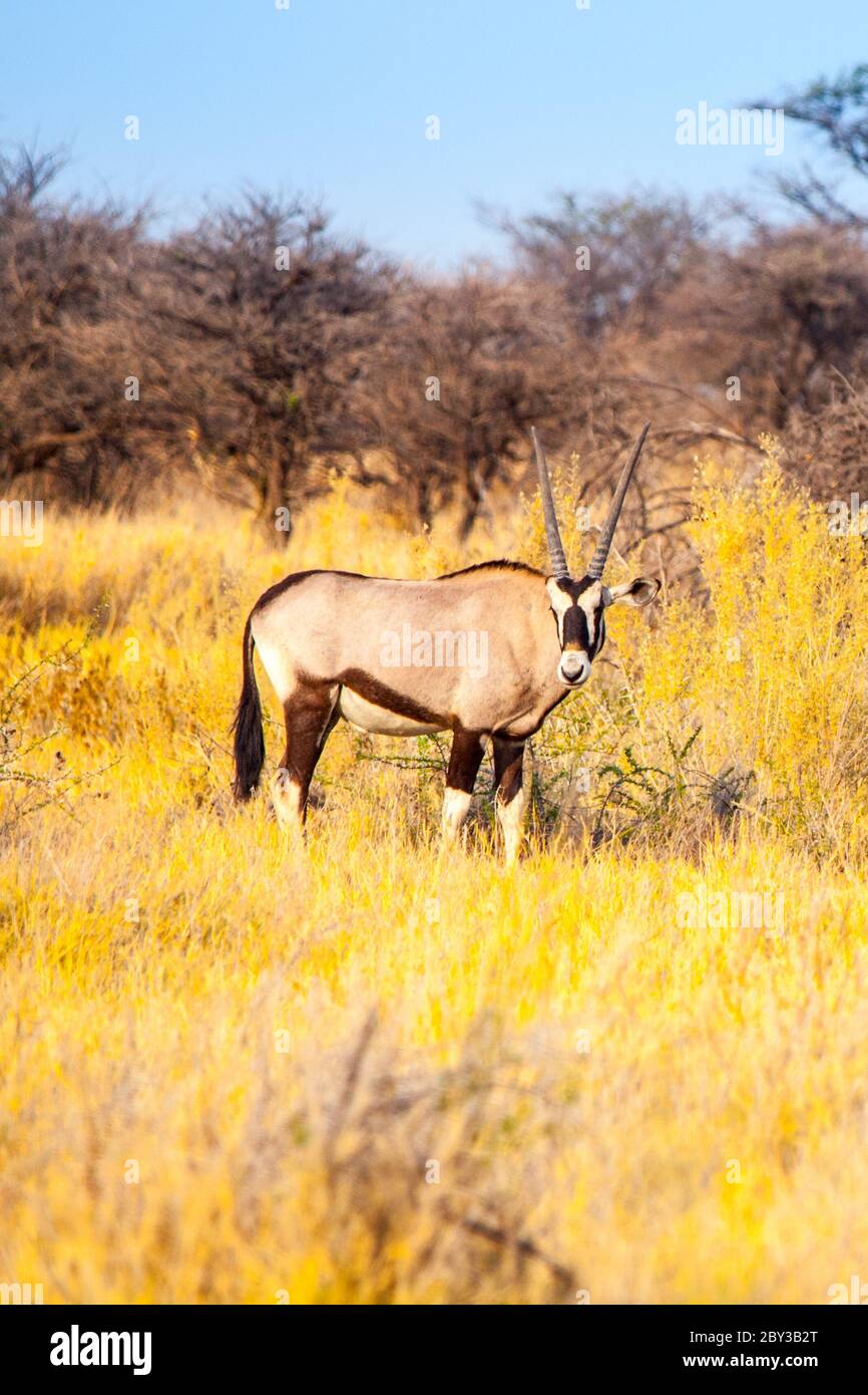 Gemsbok Or Gemsbuck Antelope Oryx Gazelle Standing In The Savanna Of 