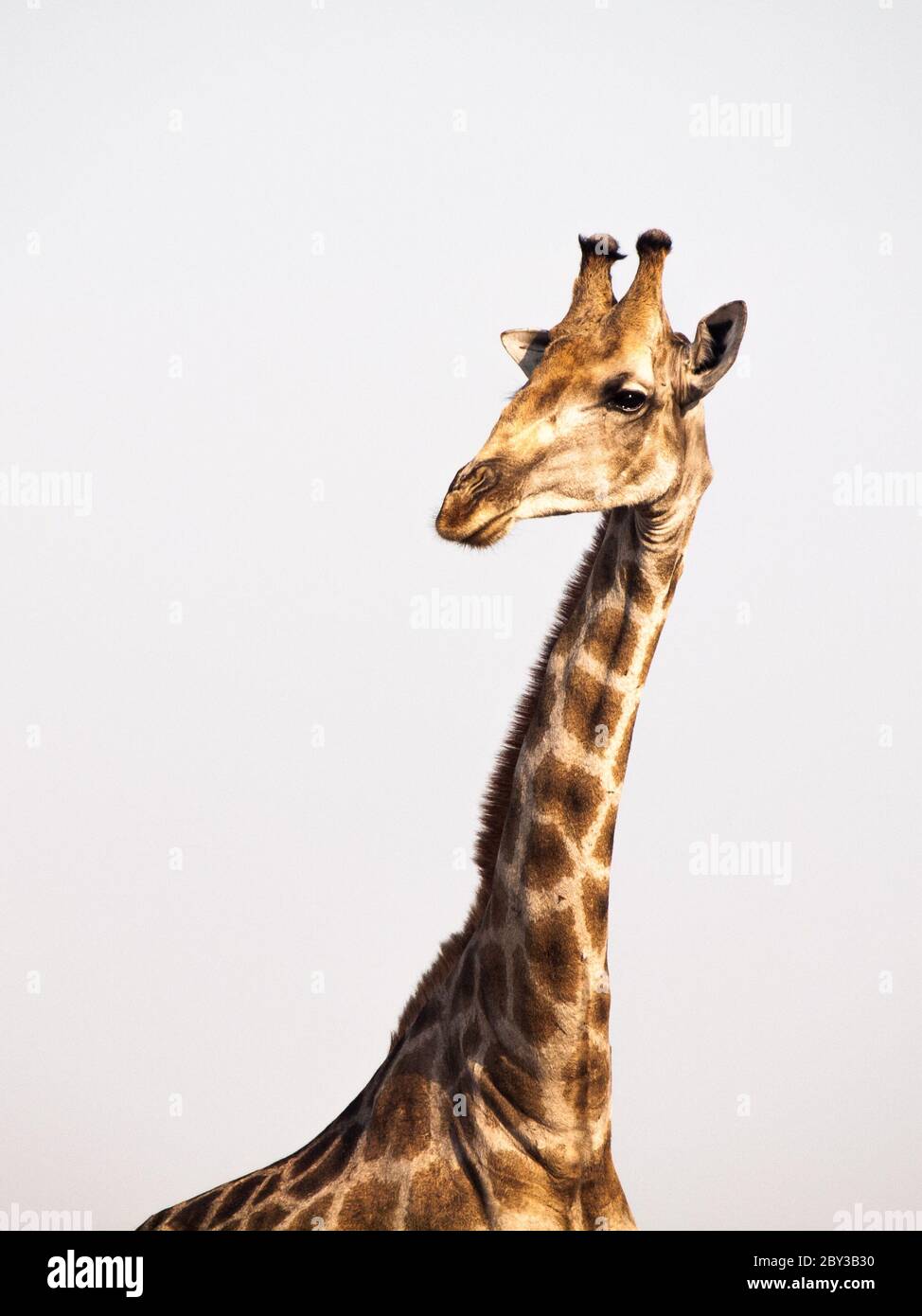 Giraffe portrait on safari wild drive Stock Photo