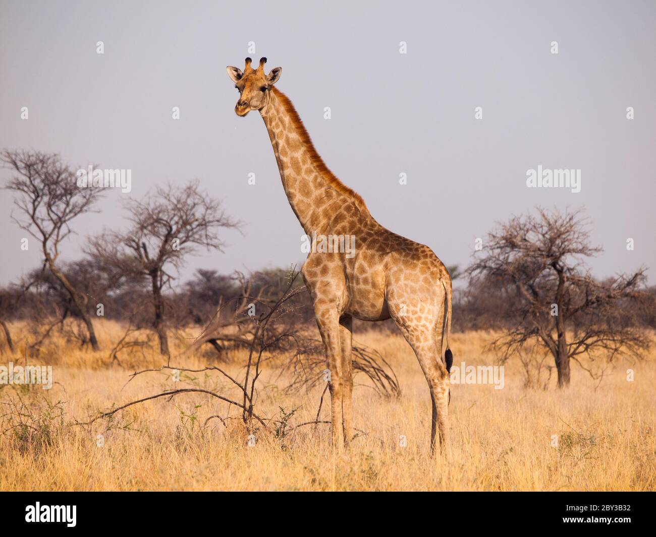 Giraffe in savanna (Etosha national park, Namibia) Stock Photo