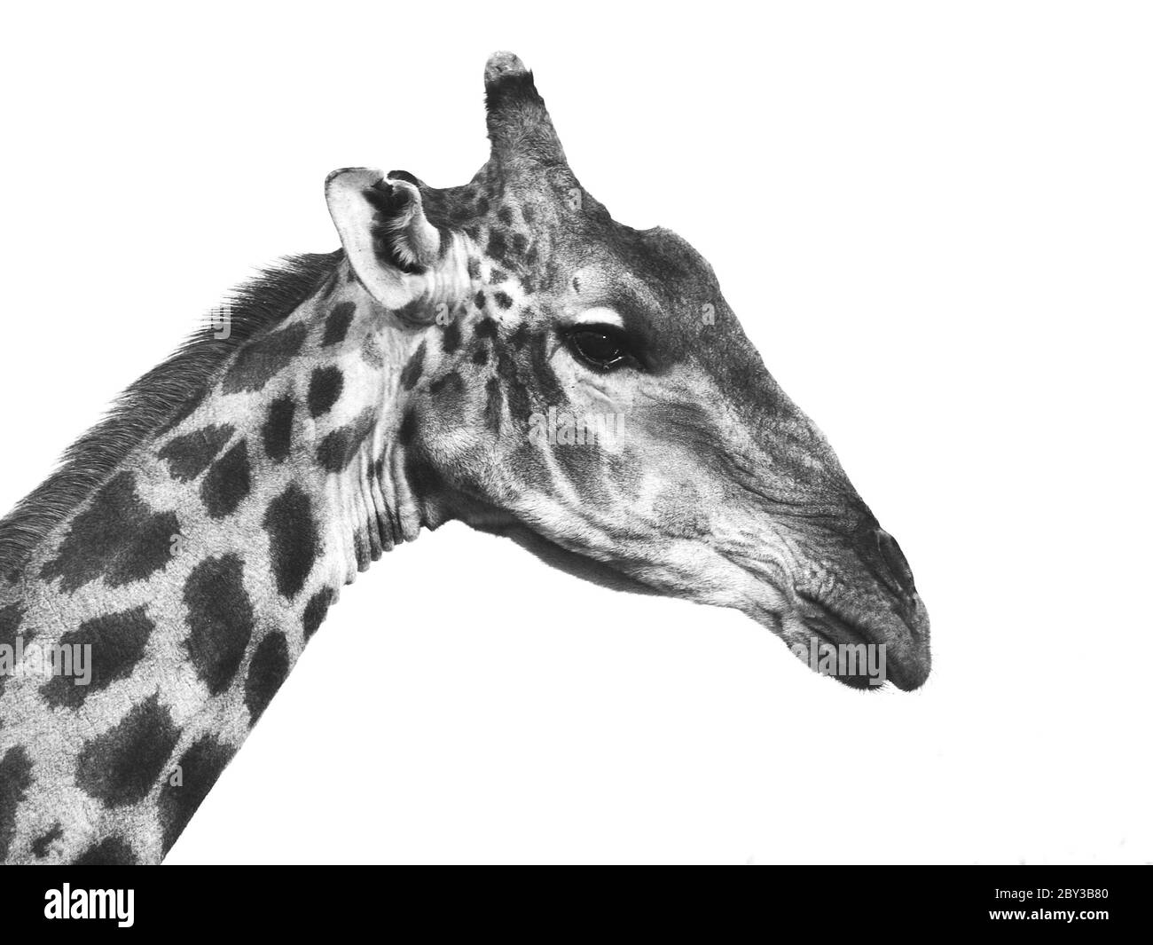 Giraffe portrait in black and white (isolated) Stock Photo