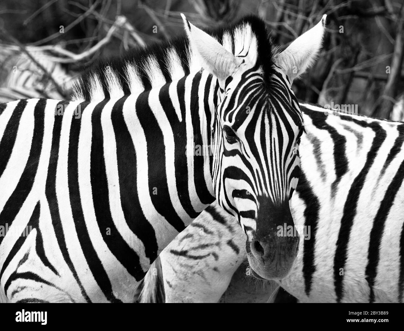 Prifile close-up shot of wild zebra in black and white, Etosha National Park, Namibia, Africa. Stock Photo