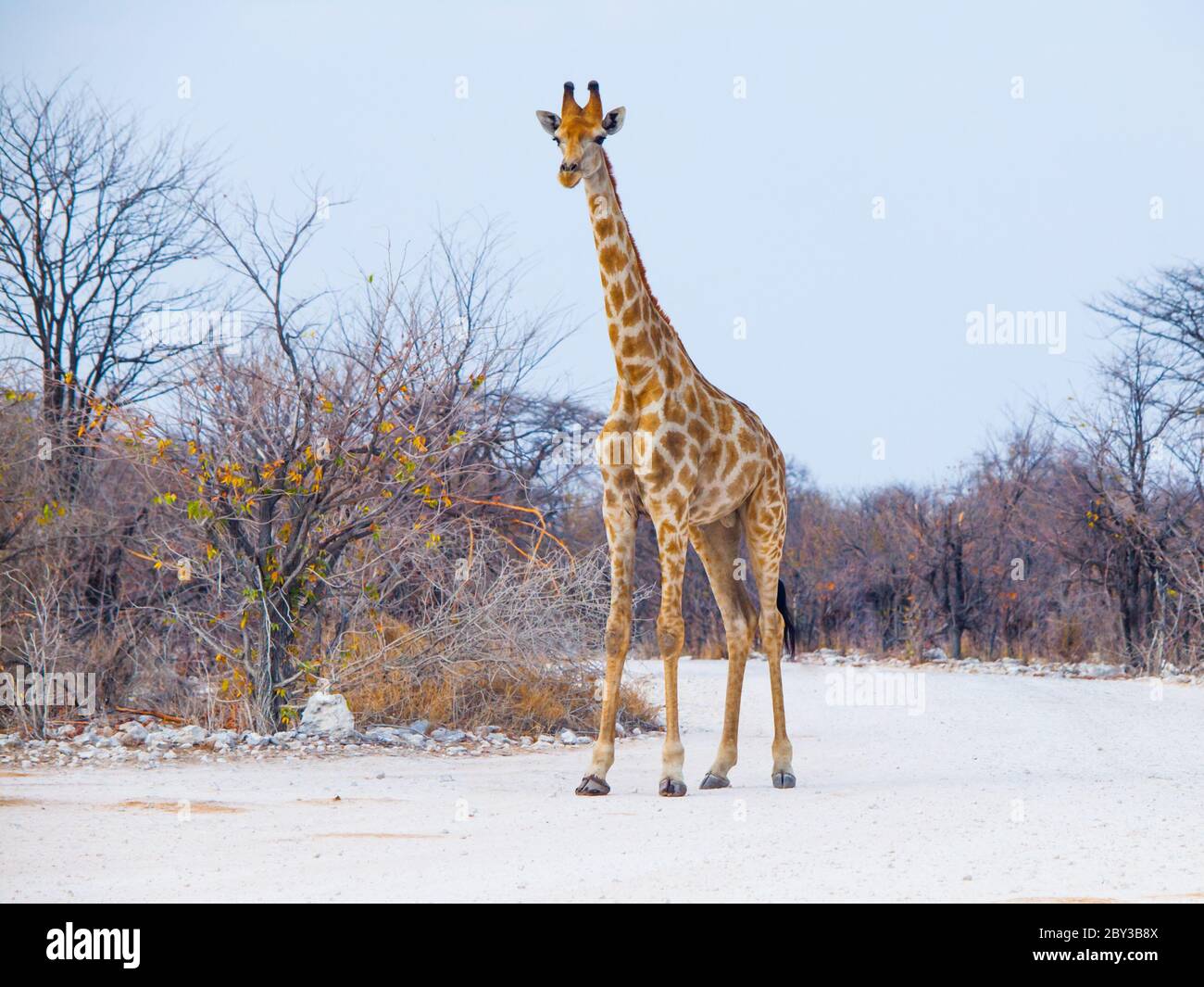 Young giraffe standing on the dusty road, Etosha National Park, Namibia Stock Photo