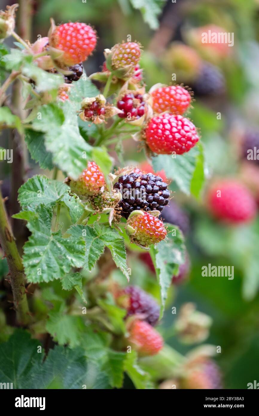 Rubus 'King's Acre Berry'. Rubus fruticosus 'King's Acre hybrid berry', King's Acre loganberry. Fruit growing on bush Stock Photo