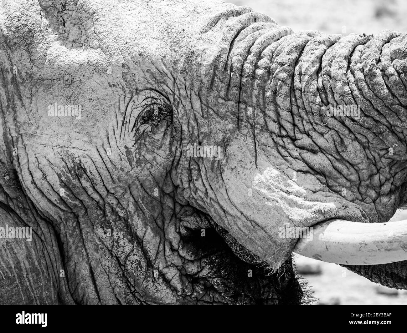 African elephant face Black and White Stock Photos & Images Alamy