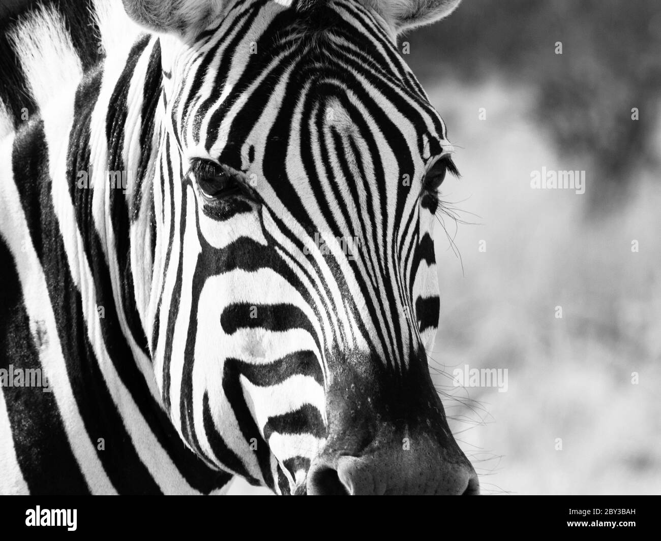 Detailed view of head of zebra, Etosha National Park, Namibia. Black and white image. Stock Photo