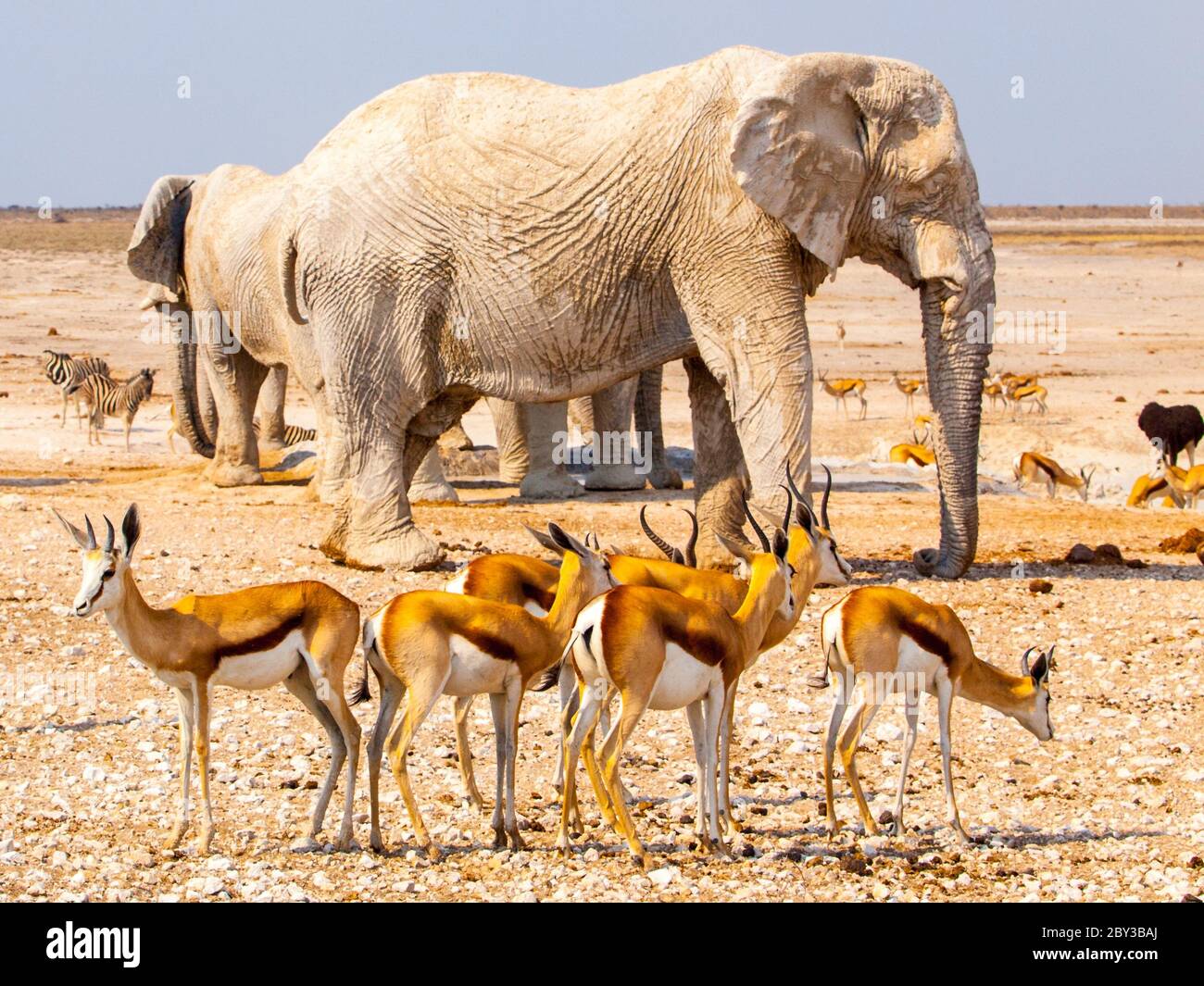 Herd of impalas and elephants at waterhole, Etosha National Park, Namibia, Africa. Stock Photo