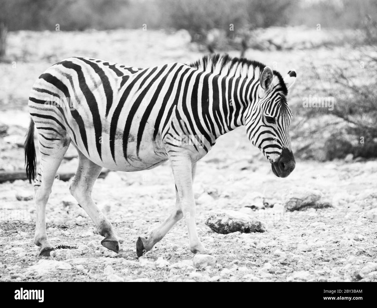 Lonesome zebra walks across dry land and looks very sad. Balck and white image. Stock Photo
