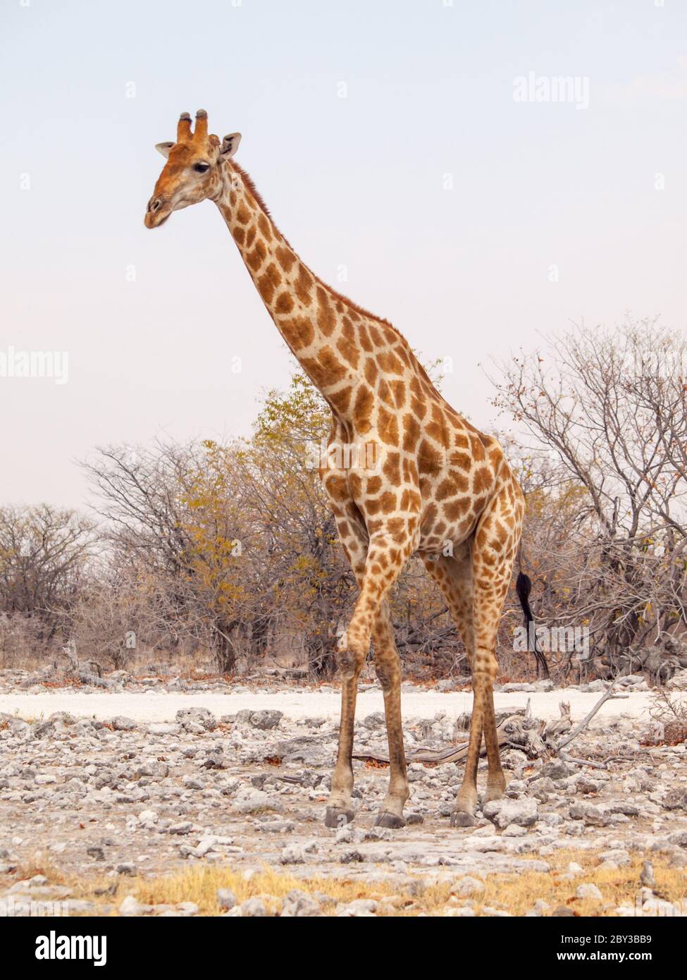 Giraffe walk in Etosha National Park, Namibia, Africa Stock Photo