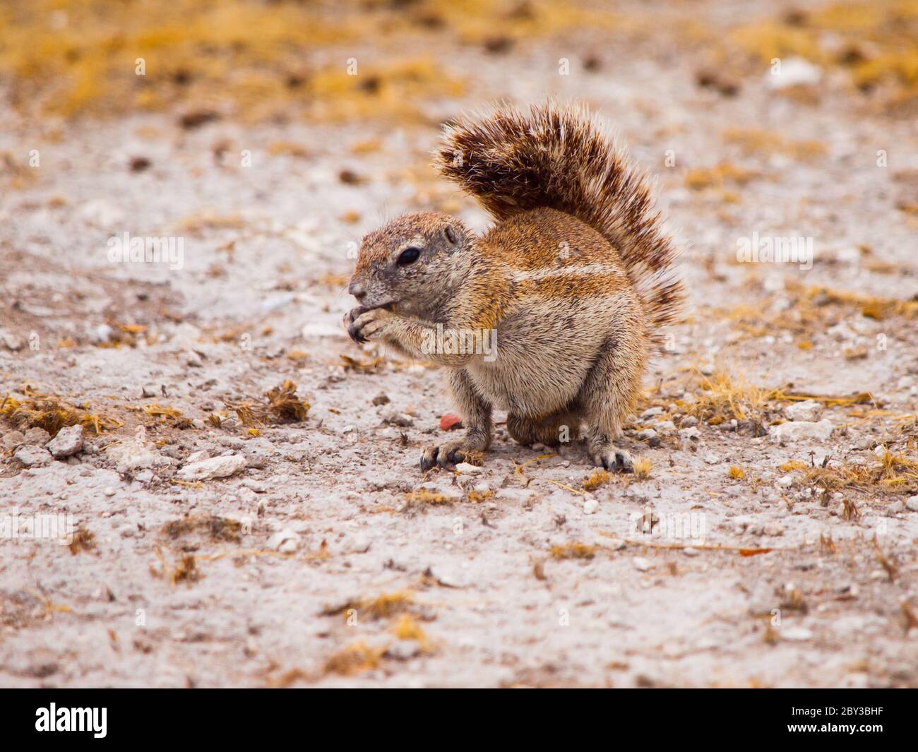 South African ground squirrel, Xerus inauris, sitting and eating, Etosha National Park, Namibia. Stock Photo