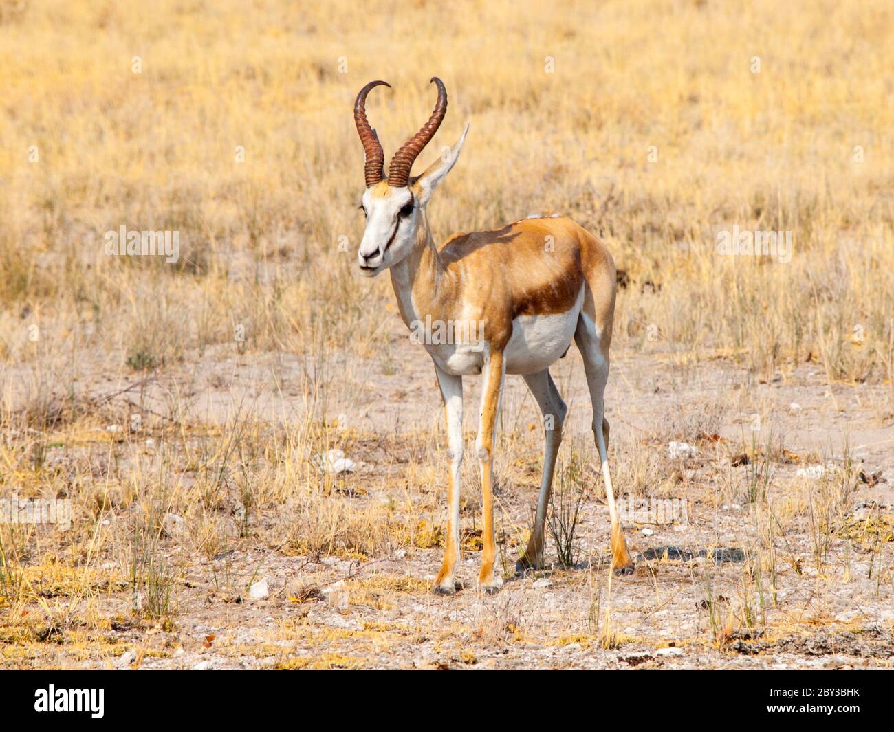 Male impala antelope, Aepyceros melampus, in grasslands of Etosha National Park, Namibia, Africa Stock Photo