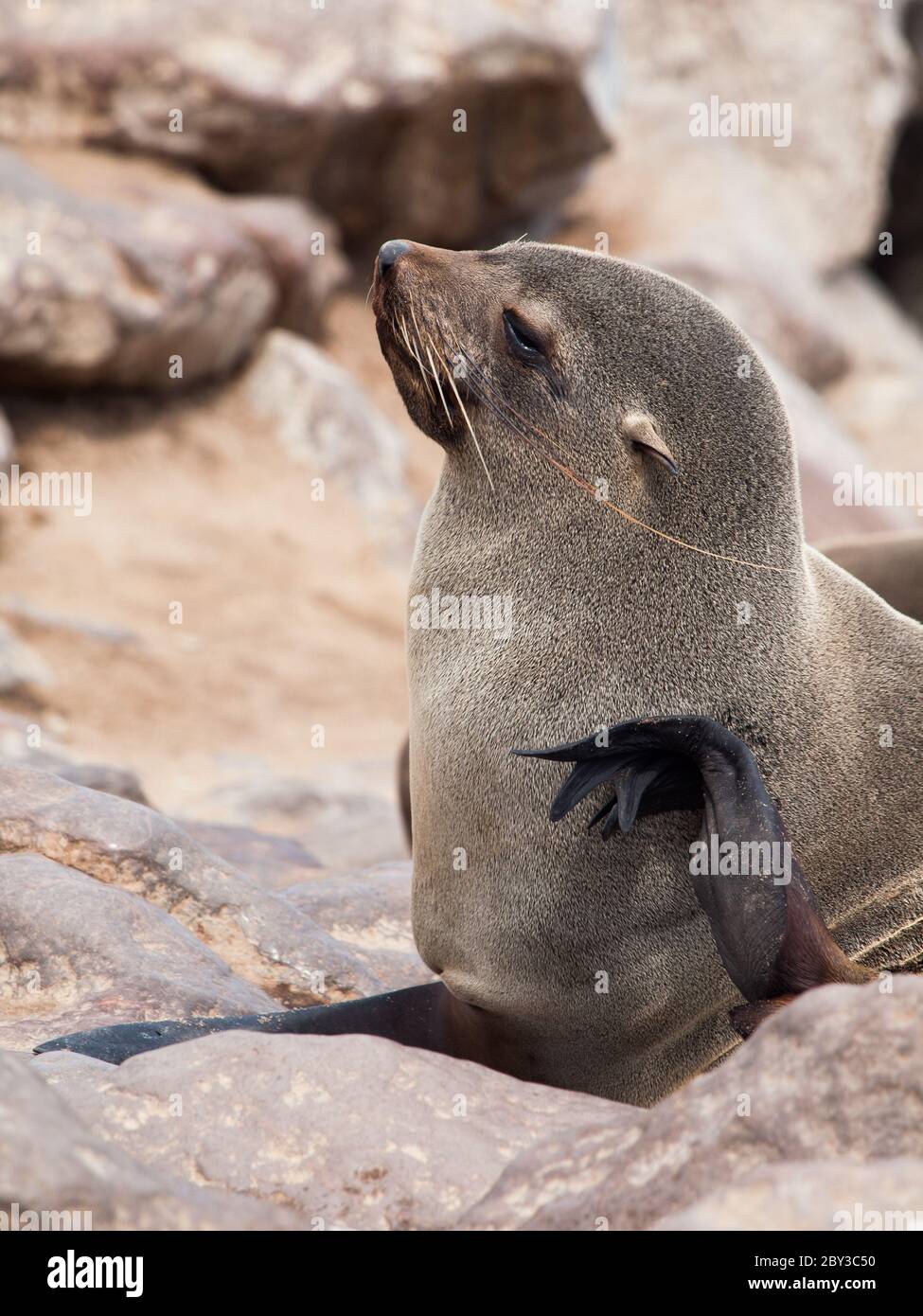 Young brown Fur Seal (Arctocephalus pusillus) Stock Photo