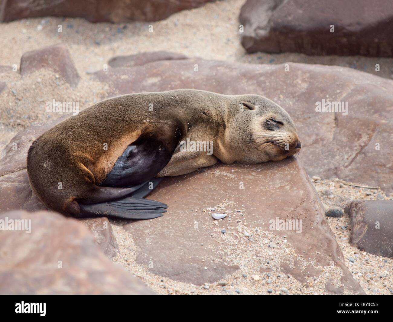 Young brown fur seal sleaping on the rock, Cape Cross seal colony, Namibia Stock Photo