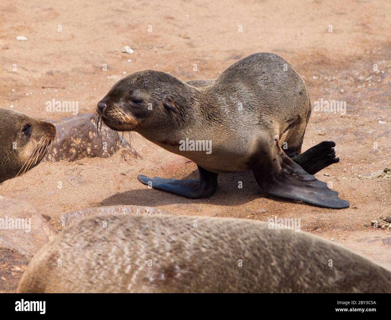 Young brown Fur Seal (Arctocephalus pusillus) Stock Photo