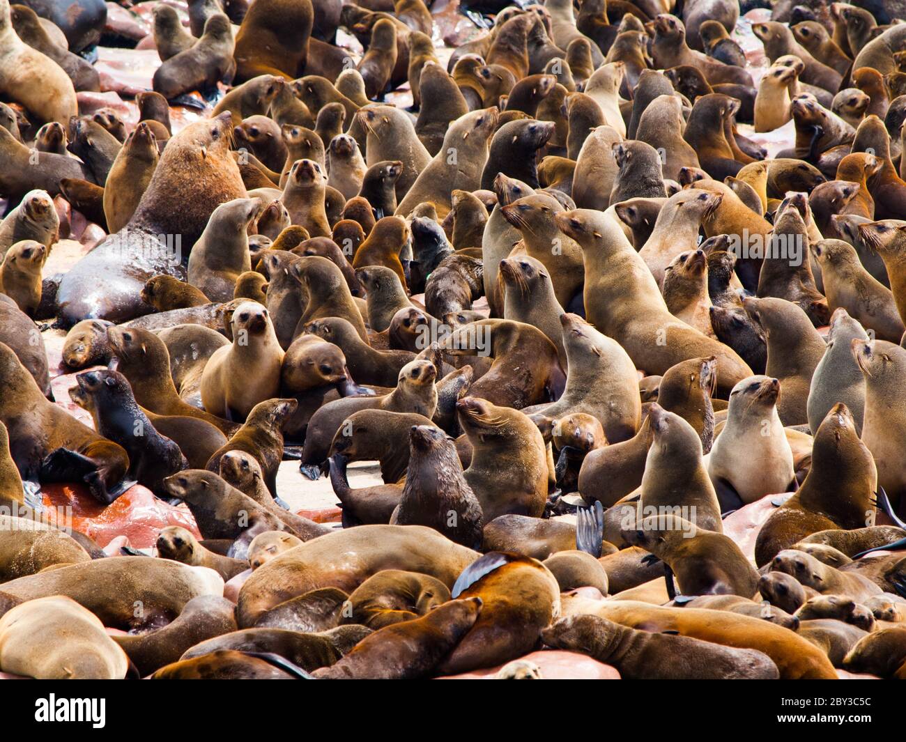 Brown Fur Seal colony at Cape Cross in Namibia, Arctocephalus pusillus Stock Photo