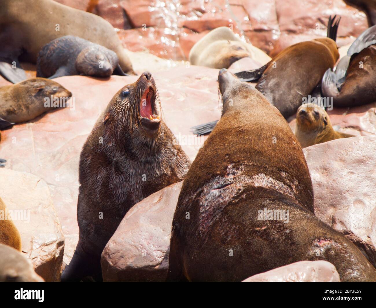 Two dangerous brown fur seals fighting on a rock Stock Photo