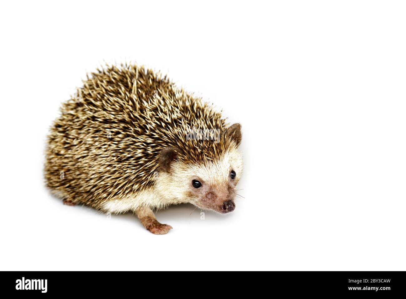 Small porcupine hi-res stock photography and images - Alamy