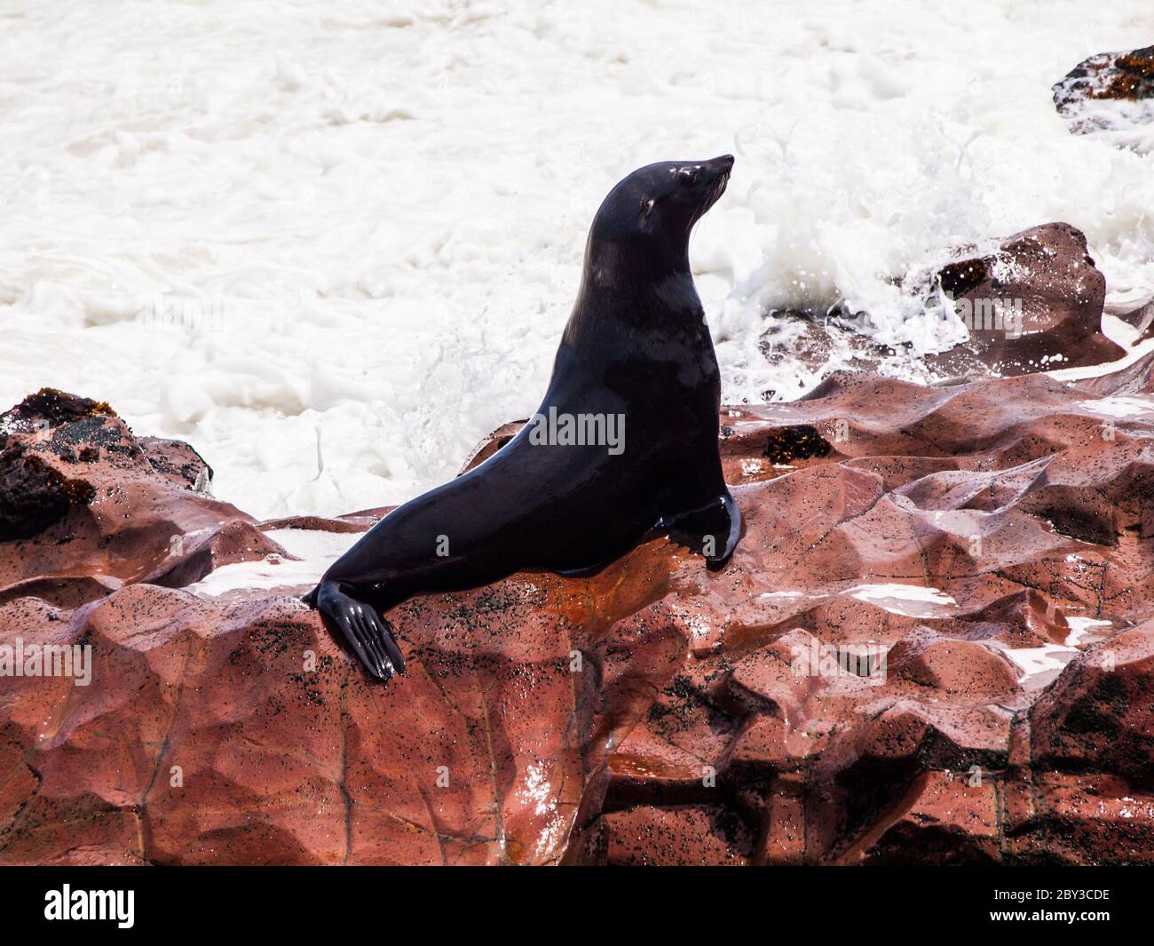 Wet brown fur seal before wave hit (Arctocephalus pusillus) Stock Photo