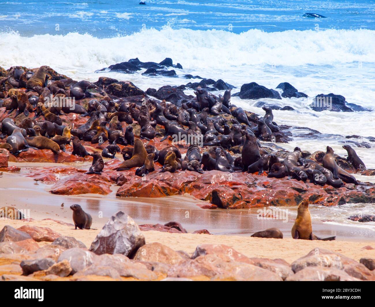 Brown fur seal, Arctocephalus pusillus, colony at Cape Cross, on Skeleton Coast of Atlantic Ocean, near Henties Bay in Namibia, Africa. Stock Photo