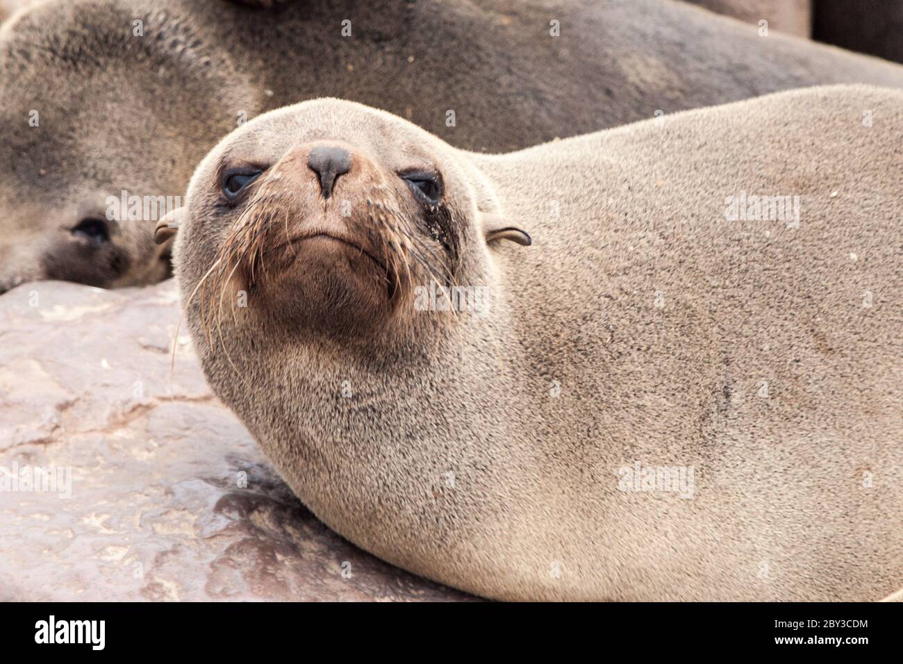 Close-up view of brown fur seal, Cape Cross Colony, Skeleton Coast, Namibia, Africa. Stock Photo